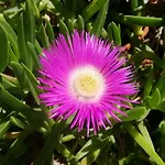 Azuromarin * Gassin
