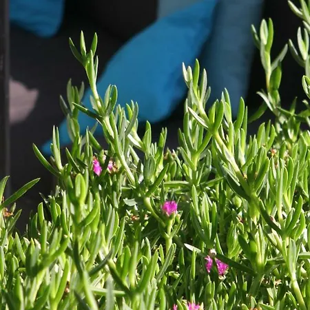 Semesterbostad Azuromarin