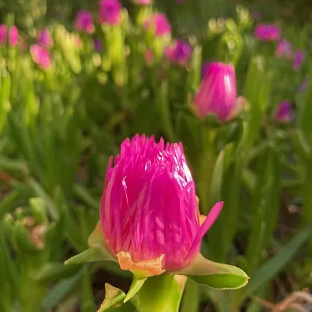 Dom wakacyjny Azuromarin Gassin